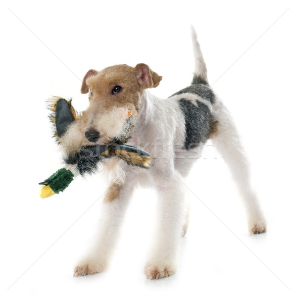 purebred fox terrier Stock photo © cynoclub