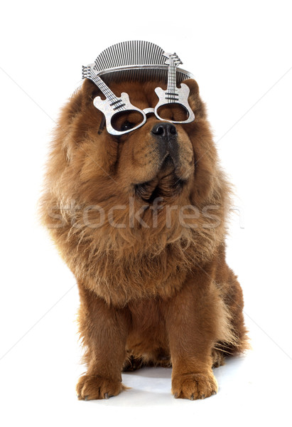 chow chow dog Stock photo © cynoclub