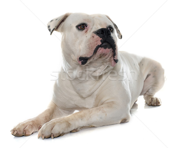 Stockfoto: Volwassen · witte · hond · jonge · dier