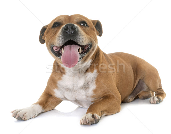 Stock photo: staffordshire bull terrier