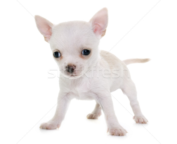 Chiot studio blanche animal fond blanc [[stock_photo]] © cynoclub