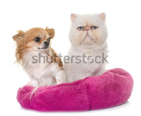 tabby kitten and chihuahua Stock photo © cynoclub