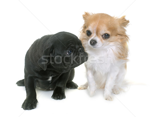 Stock photo: puppy black pug and chihuahua