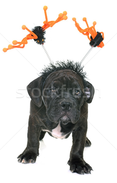 puppy american staffordshire terrier Stock photo © cynoclub