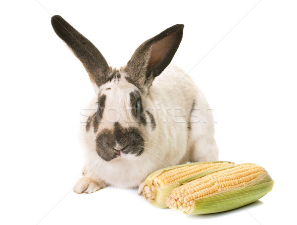 Foto d'archivio: Gigante · coniglio · bianco · alimentare · farm