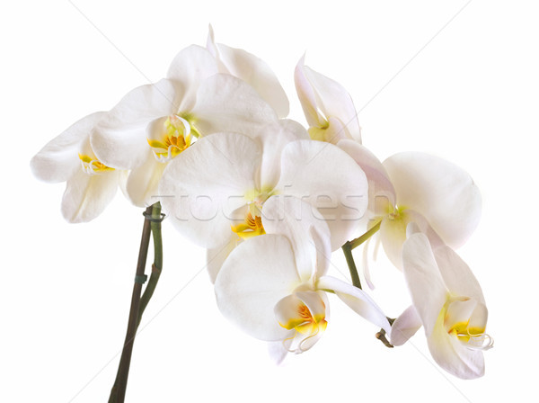  Blossoming orchid phalaenopsis Stock photo © cynoclub