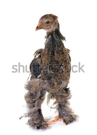 Stock photo: young brahma chicken