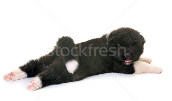 Stock photo: puppy american akita