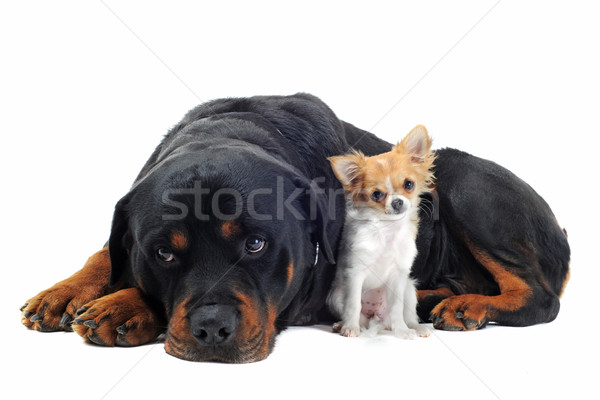 Rottweiler chiot portrait noir jeunes [[stock_photo]] © cynoclub