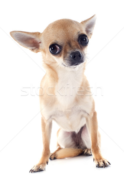 puppy chihuahua Stock photo © cynoclub