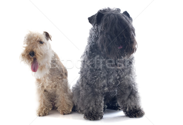 kerry blue terrier and lakeland terrier Stock photo © cynoclub