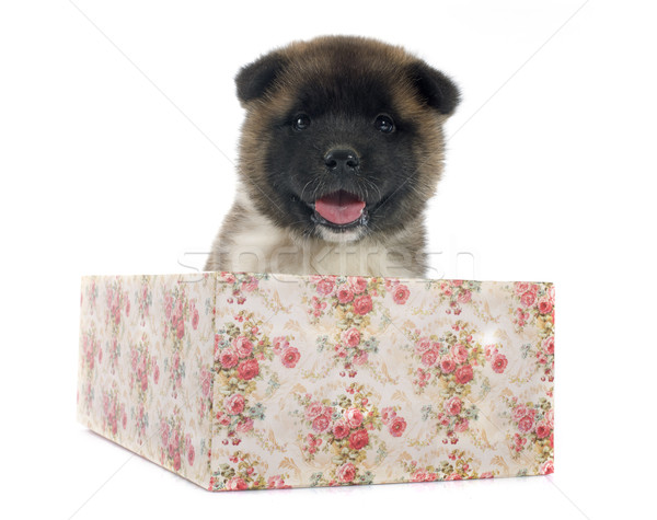 Stock photo: puppy american akita