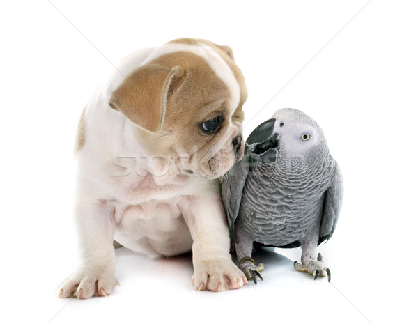 parrot and puppy Stock photo © cynoclub