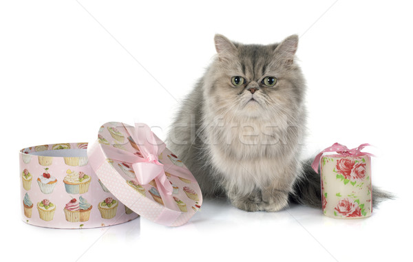 Gatto persiano bianco cat finestra animale studio Foto d'archivio © cynoclub