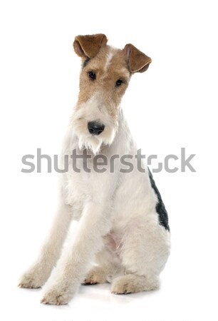 purebred fox terrier Stock photo © cynoclub