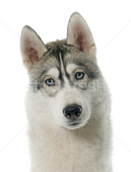Gri boğuk beyaz köpek gözler mavi Stok fotoğraf © cynoclub