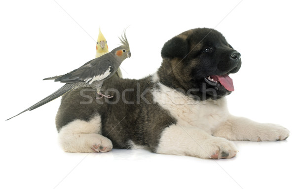 puppy american akita and cockatiel Stock photo © cynoclub