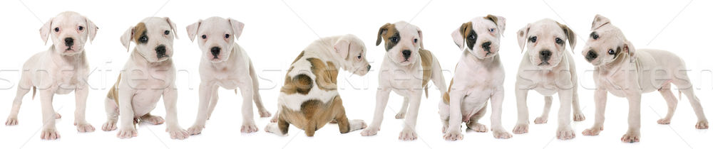 Cuccioli american bulldog bianco cucciolo pet bulldog Foto d'archivio © cynoclub