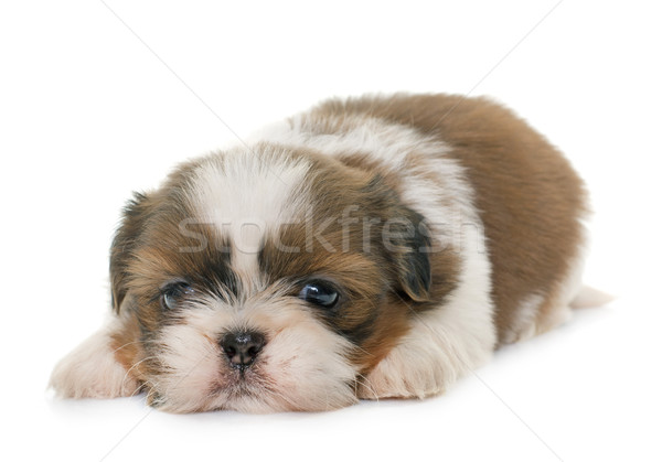 puppy shih tzu Stock photo © cynoclub
