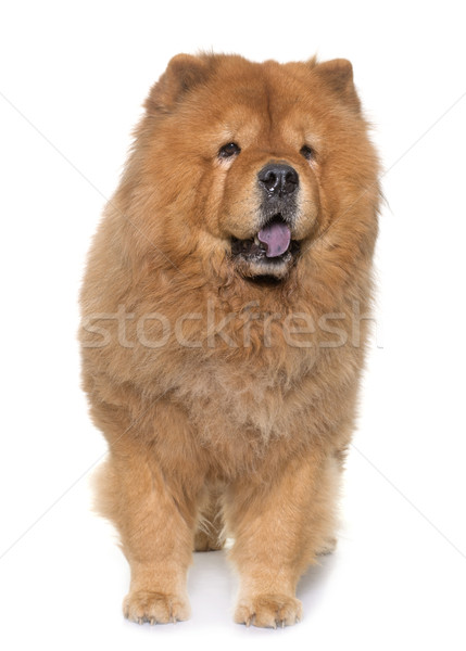 chow chow dog Stock photo © cynoclub