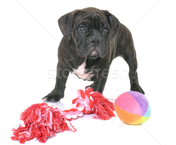 puppy american staffordshire terrier Stock photo © cynoclub