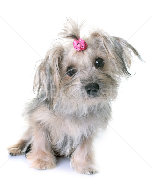 Yorkshire terrier branco animal cachorro Foto stock © cynoclub