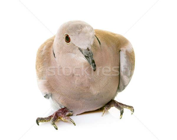 Eurasian collared dove Stock photo © cynoclub