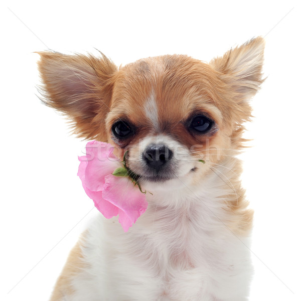 puppy chihuahua and flower Stock photo © cynoclub