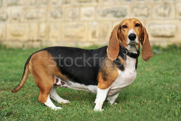 basset artesien Stock photo © cynoclub