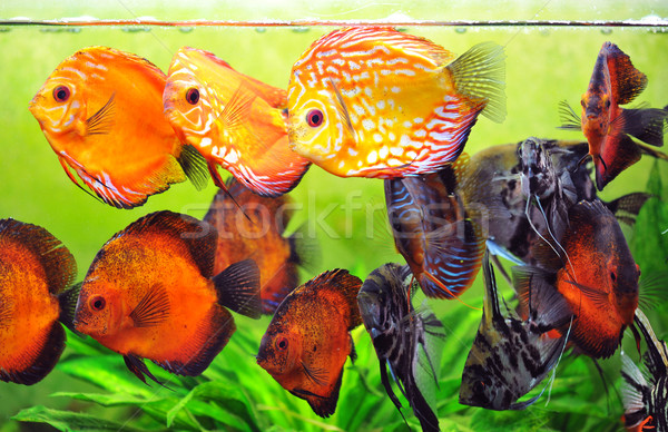 aquarium Stock photo © cynoclub