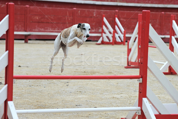 jumping whippet Stock photo © cynoclub