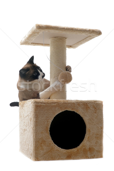 Gato siamês gato jovem jogar animal de estimação isolado Foto stock © cynoclub