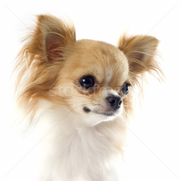 portrait of chihuahua Stock photo © cynoclub