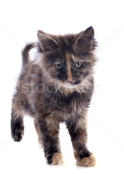 maine coon kitten Stock photo © cynoclub