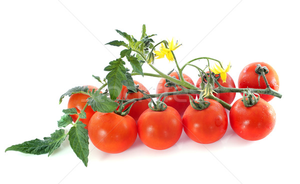 cheery tomatoes Stock photo © cynoclub