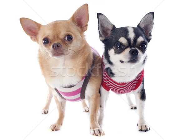 Foto stock: Retrato · bonitinho · filhotes · de · cachorro · cães · branco