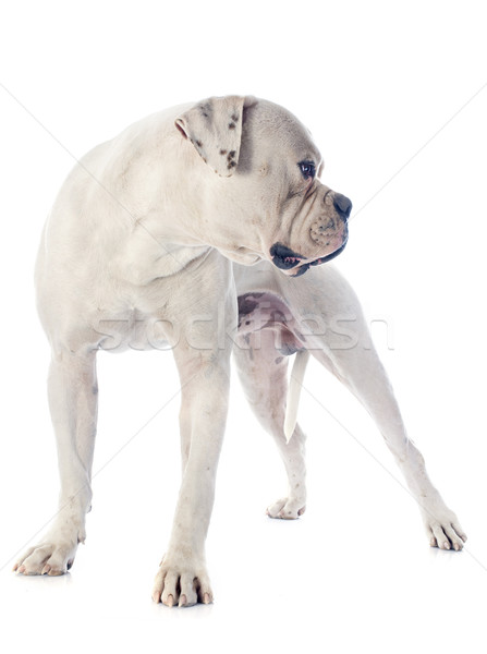 Stockfoto: Witte · dier · mannelijke · bulldog · witte · achtergrond