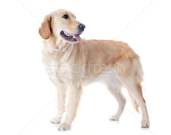 golden retriever Stock photo © cynoclub