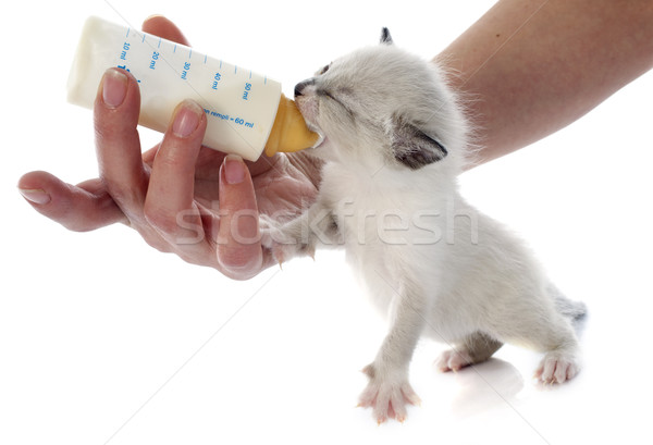 Chaton blanche main bébé bouteille [[stock_photo]] © cynoclub