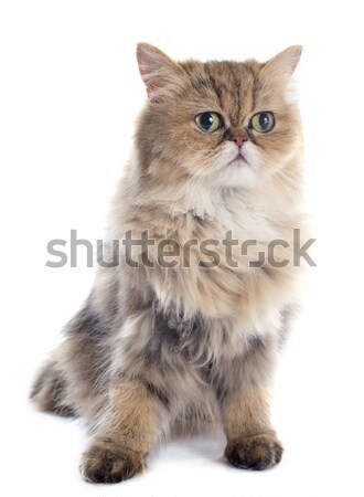 persian cat Stock photo © cynoclub