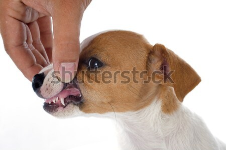 Zęby szczeniak terier studio psa Zdjęcia stock © cynoclub