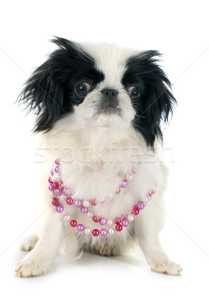 Japonais menton blanche studio chiot [[stock_photo]] © cynoclub