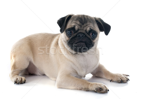 puppy pug Stock photo © cynoclub