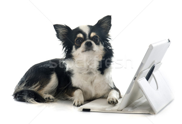 [[stock_photo]]: Ordinateur · blanche · affaires · chien · internet · animaux