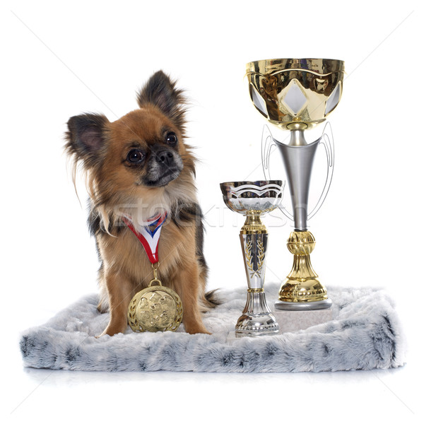 long hair chihuahua and trophy Stock photo © cynoclub