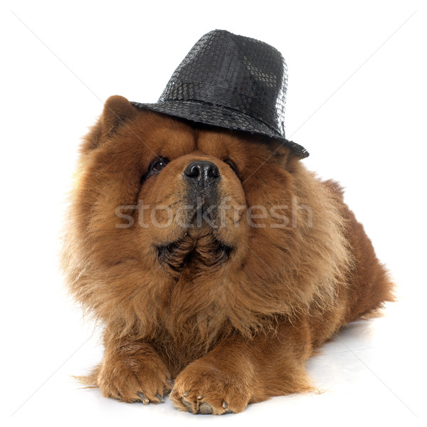 chow chow dog Stock photo © cynoclub