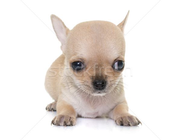 Chiot studio blanche animal fond blanc [[stock_photo]] © cynoclub