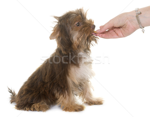 Chocolate cachorro yorkshire terrier alimentação branco Foto stock © cynoclub