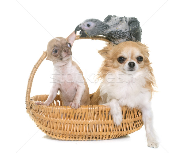 baby gray parrot and chihuahua Stock photo © cynoclub