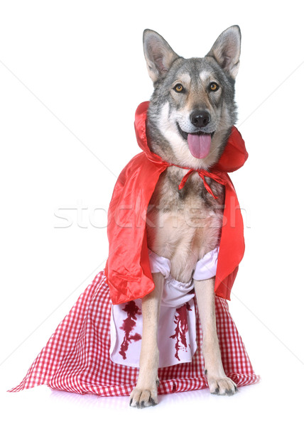 dressed Saarloos wolfdog in studio Stock photo © cynoclub